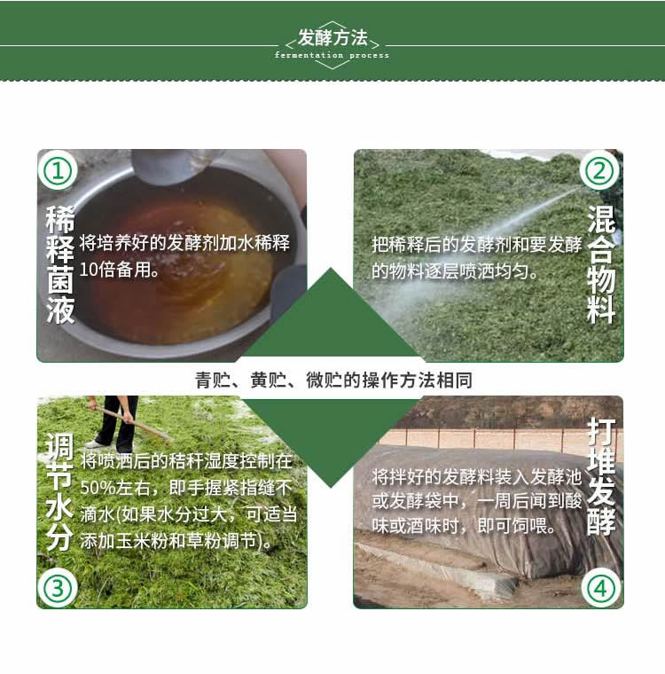 青储玉米秸秆喂牛的方法