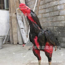 正宗斗鸡活体出售 越南纯种斗鸡苗 景区参加斗鸡比赛斗鸡苗价格