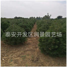 3米白皮松图片 3米白皮松价格 3米白皮松批发基地 产地直销