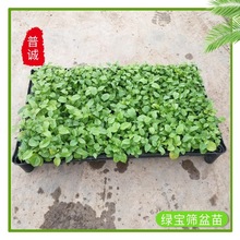 廠家批發綠寶苗盆栽花卉綠植室內客廳陽台海南菜豆樹觀葉植物