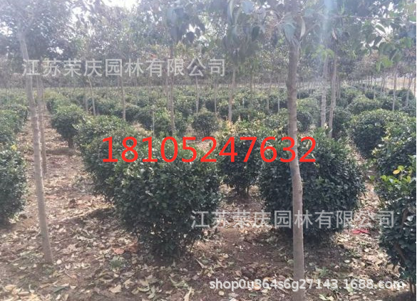 大叶黄杨球3_副本