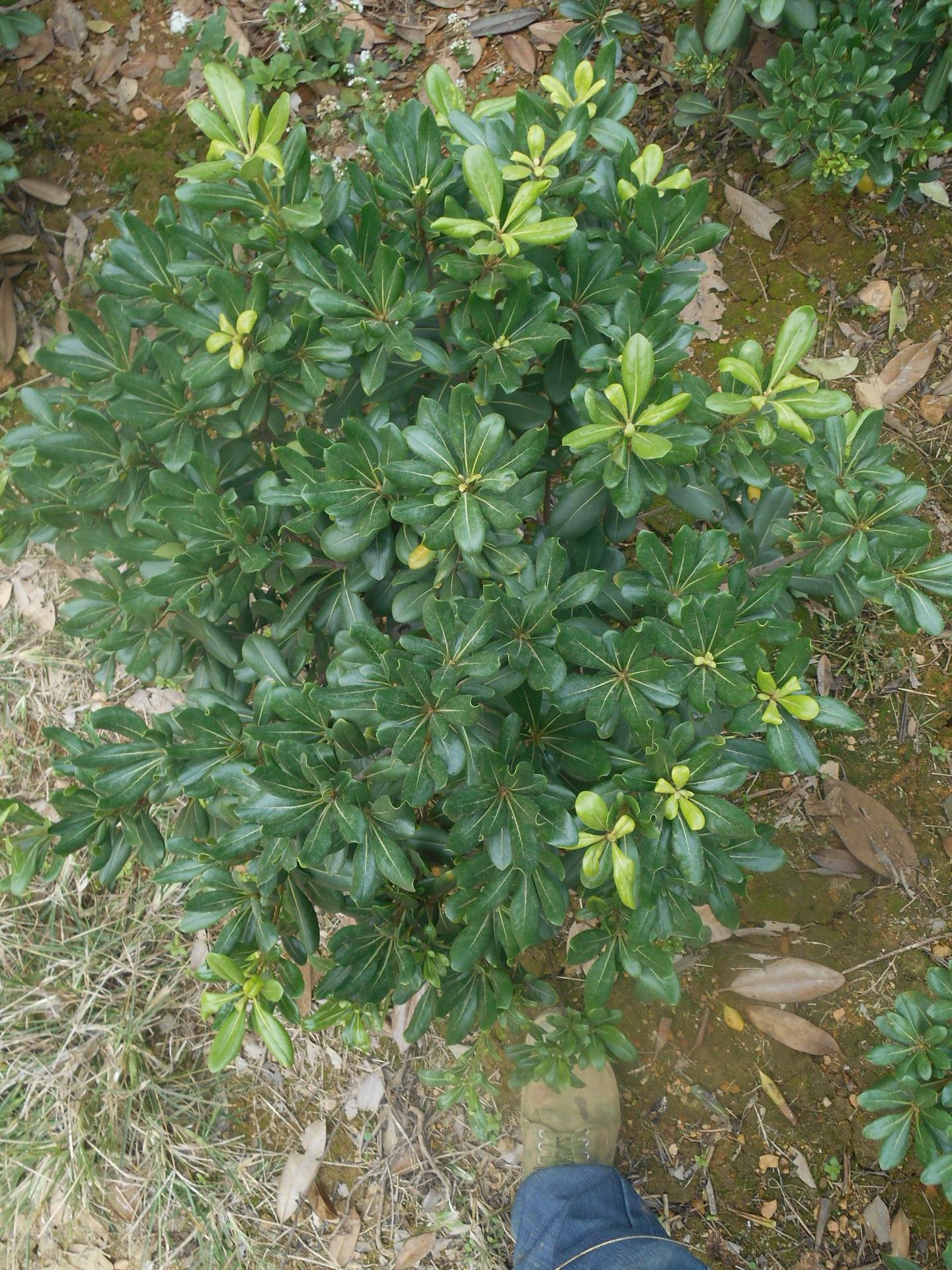 哪种颜色能调出海棠色 跨境电商手机壳选哪种颜色