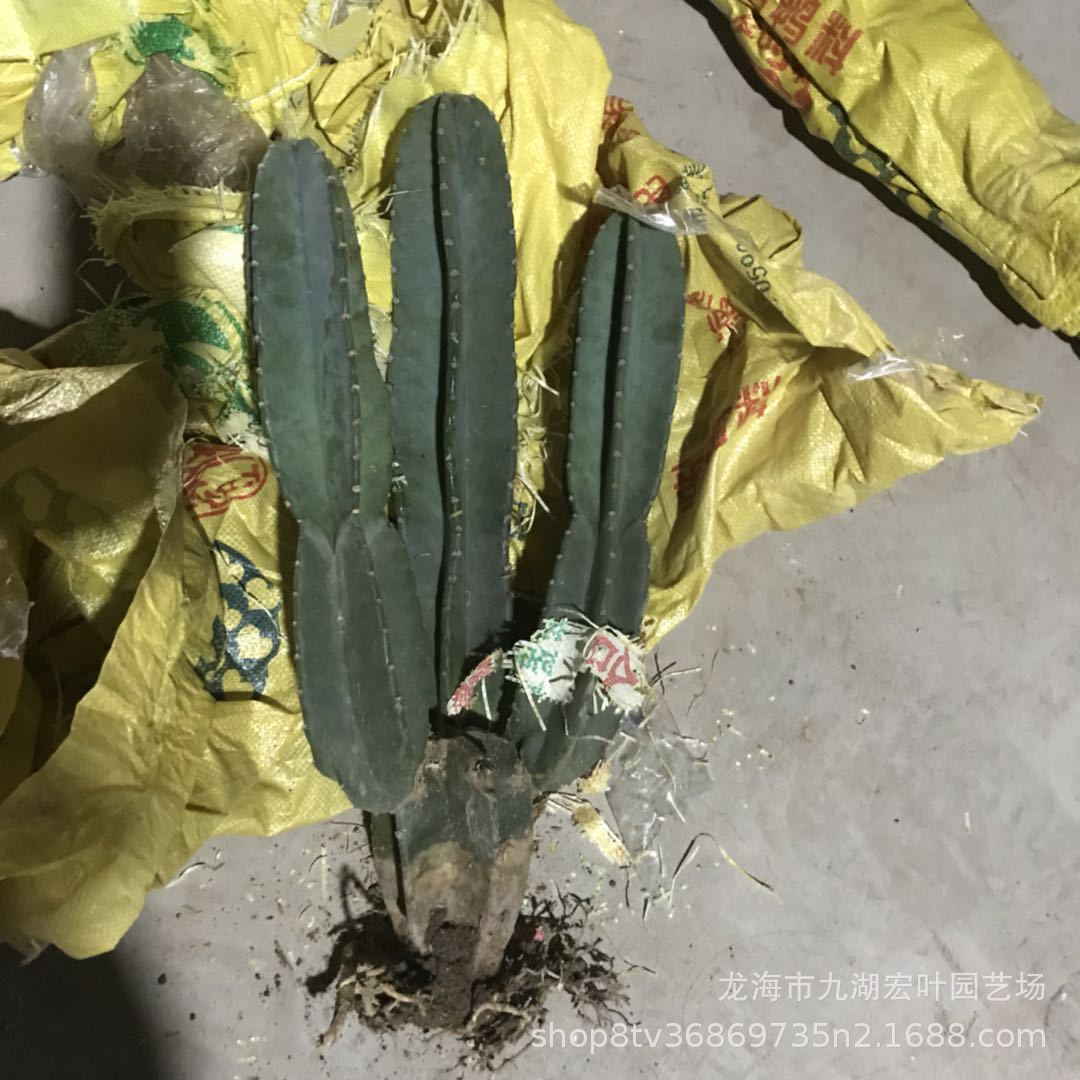 仙人柱 量天尺 1.-1.2米多头仙人掌铁柱景观多肉沙生植物-阿里巴巴