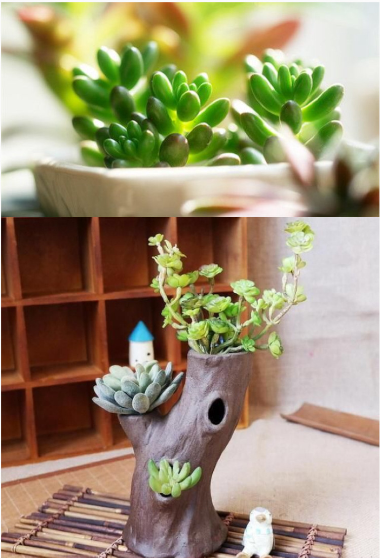 盆栽让你的家更有活力 阿里巴巴商友圈