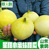 Shandong Little bee muskmelon 21 Emerald Claw honey pregnant woman fruit