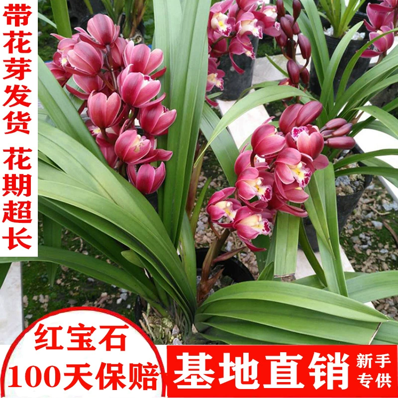 Орхидея Хуилань Рубин с бутонами, всесезонная, для дома, комнатная, в горшке, очищает воздух, сильный аромат, декоративное растение