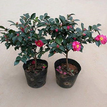 ¶ذβ÷ tɫϵ÷辰 ҎRȫ÷С