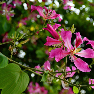 �t�����G���l����׾G����ľ�е���,�_����ľ,��·,У�@�^������