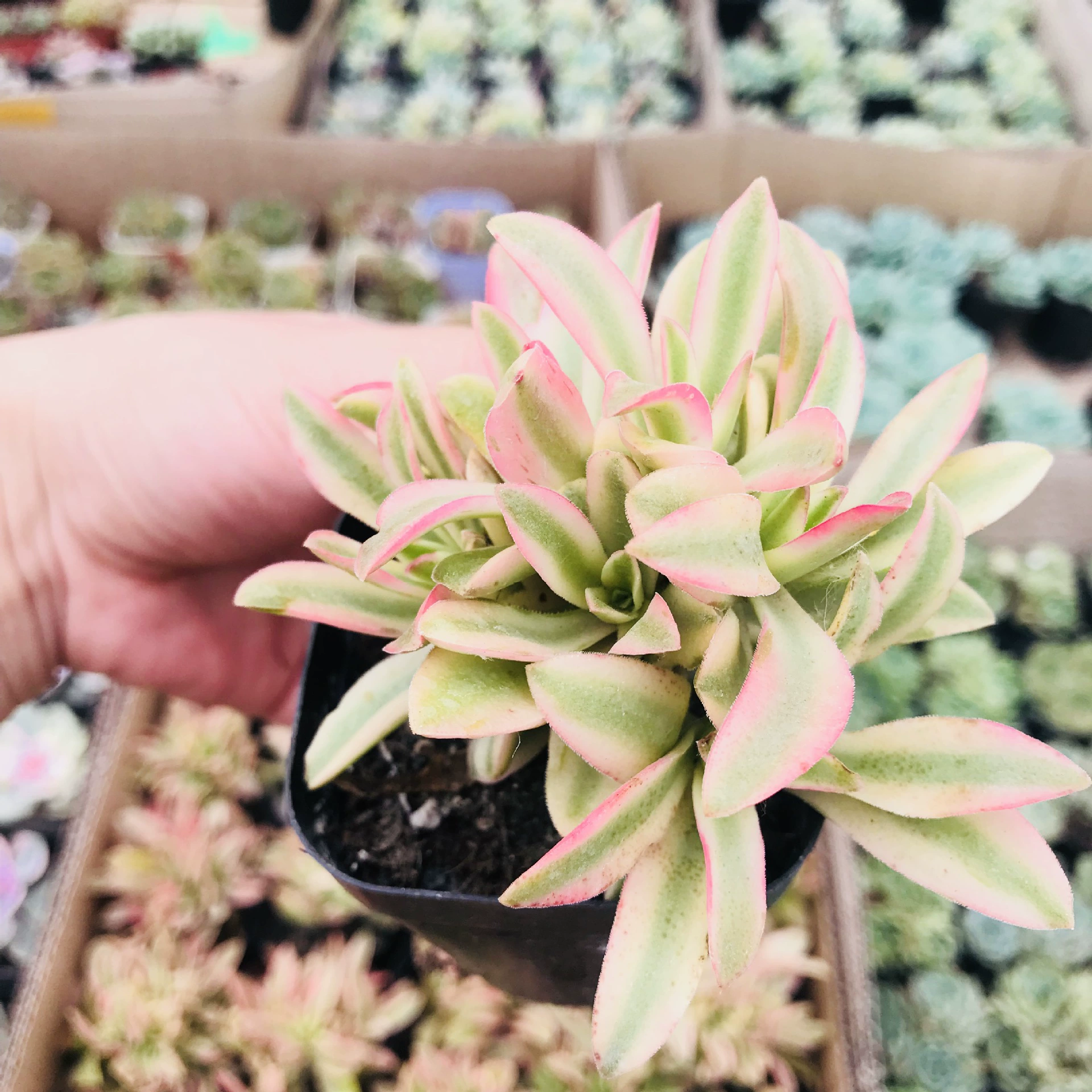 Мясистые растения оптом мясистые растения в горшках красочные милые мясистые огненные жертвы парча комнатный цветок горшок комбинация новичков мясистые