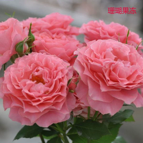Розовый большой цветок ароматные саженцы роз Коралловое желе балкон двор Four Seasons цветущие саженцы роз не висят головы солнцезащитные