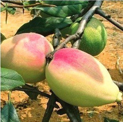 宣木瓜 天香木瓜木瓜果树苗南北方种植盆栽地栽木瓜树苗当年结果|ru