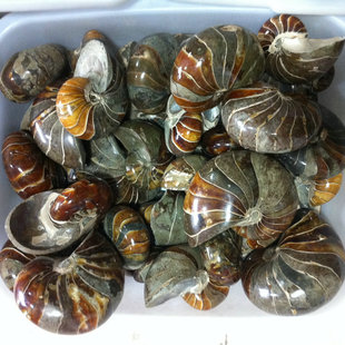 ��Ȼ���ݻ�ʯ �W�^�� ��ʯ ���ﻯʯ ��ʯ ��