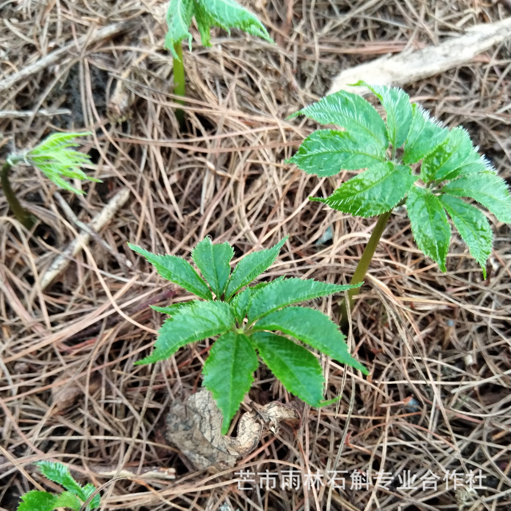 田七种植方法与生长环境 - 花百科