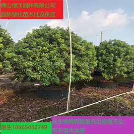 园林果树杨梅树，供应高200-350cm杨梅球，成活率高假植杨梅树