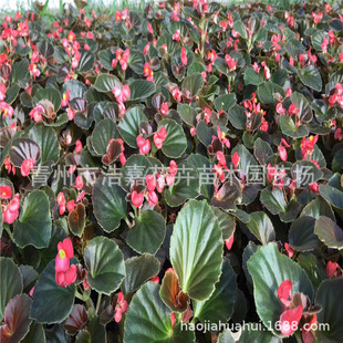 ������ ���ļ����ļ��������Բ����� �������R�@�־G��