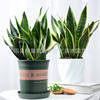 Tigerpi potted base wholesale in Pionee tiger tiger tiger -tailed plants indoor green plants landing high cylinder