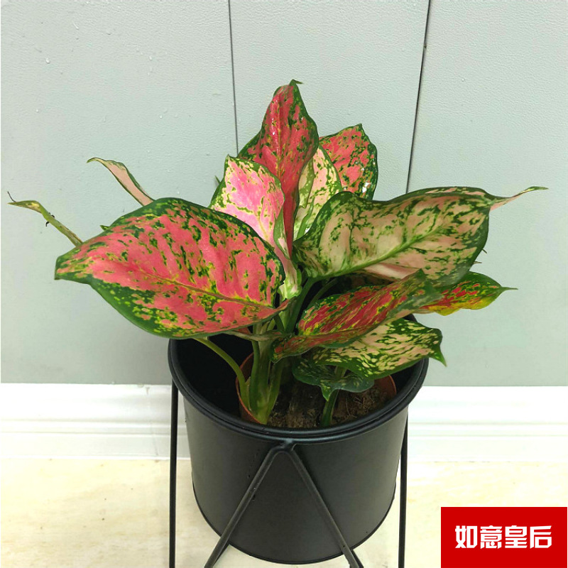 Planta verde de escritorio mayorista flor de oficina flor de rosa verde árbol rico base de plantas de maceta interior suministro image 23