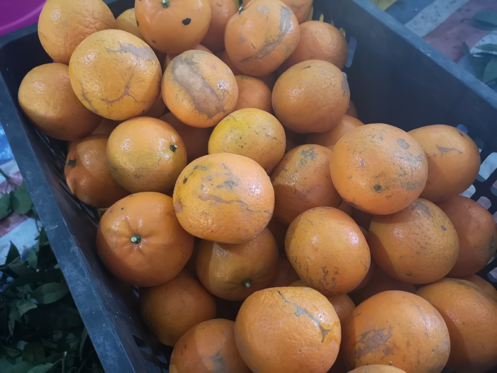 Guangxi Wuming Paper flowers