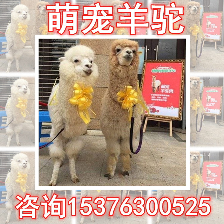 哪个地方有卖羊驼的店铺呢