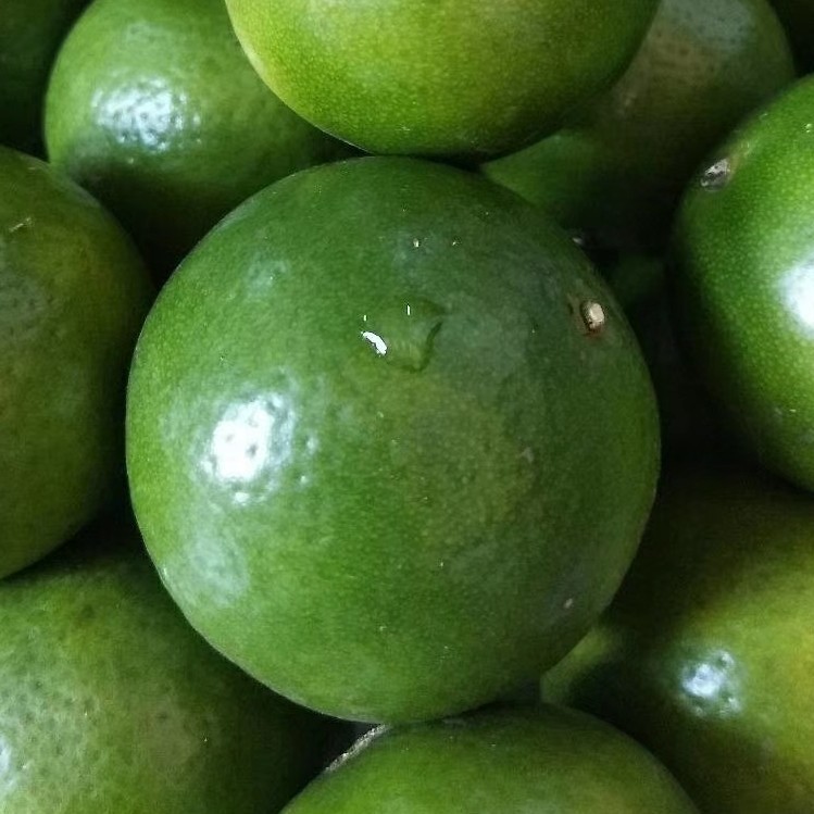 Origin Wholesale Huangdi citrus Pure sweet Thin Acid-free Net weight of 9 Jin wechat Business Electricity supplier A generation of fat