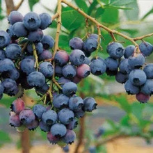 ſ{ݮ NҎlϱNֲW᠖{ݮ