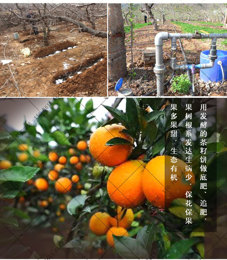 茶籽饼肥料发酵剂种柑橘专用