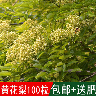 ���Fľ�Ę亣���S����N�ӄe������ľ��tľ�����S̴