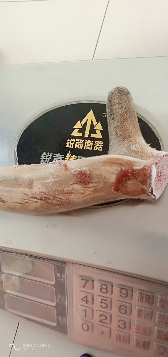 梅花鹿小克鹿茸。