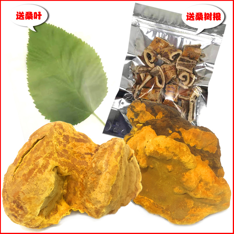 黄灵芝 桑树桑黄菌桑黄茶 中药材产地一手货源诚招代理
