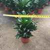 The base directly criticizes the thousands of the sun god 110 Guangzhou flower pots dense leaves, chopsticks, Zhu Banana resistant to support