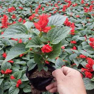 A Bunch of Red Flowers in the Park Community, Road Greening Projects, Potted Flowers and Plants, Seasonal Flower Seedlings, Ornamental Flowers, a Bunch of Red Potted Plants