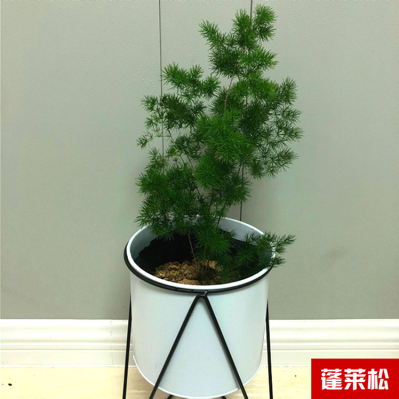 Planta verde de escritorio mayorista flor de oficina flor de rosa verde árbol rico base de plantas de maceta interior suministro image 39