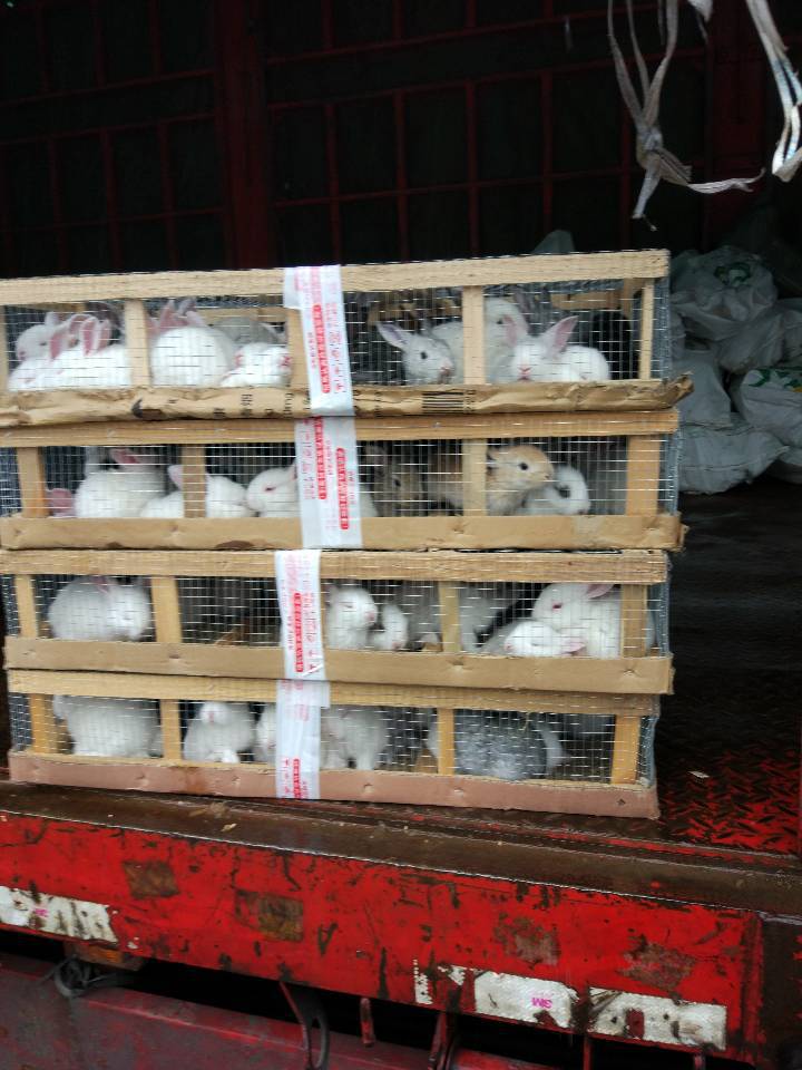 白兔花兔批发3