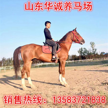 马匹出售活马纯血马赛马 打比赛用的马骟马漂亮的女士白色骑乘马