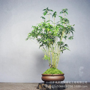 喜阳造型米竹阳台居家盆栽竹子观赏竹小竹苗米竹凤尾竹绿植盆栽-阿里巴巴
