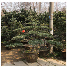 ����ɾG��������ľ �ѳɻ�޽�������� �����С�� ���󃞻�