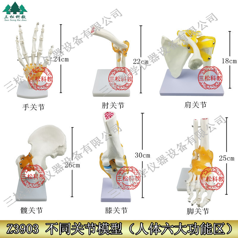 Z3903 不同关节模型 小学 六大功能关节模型 教学仪器 肘关节