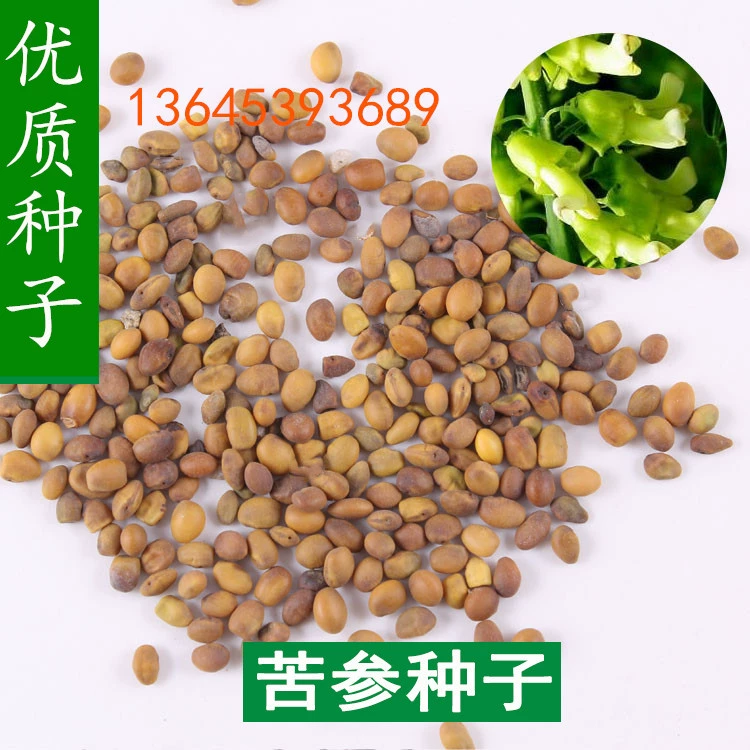 Софора желтоватая Семена бобовые Растения софоры желтоватой в лекарственной части растения сухой корень растения весной и осенью