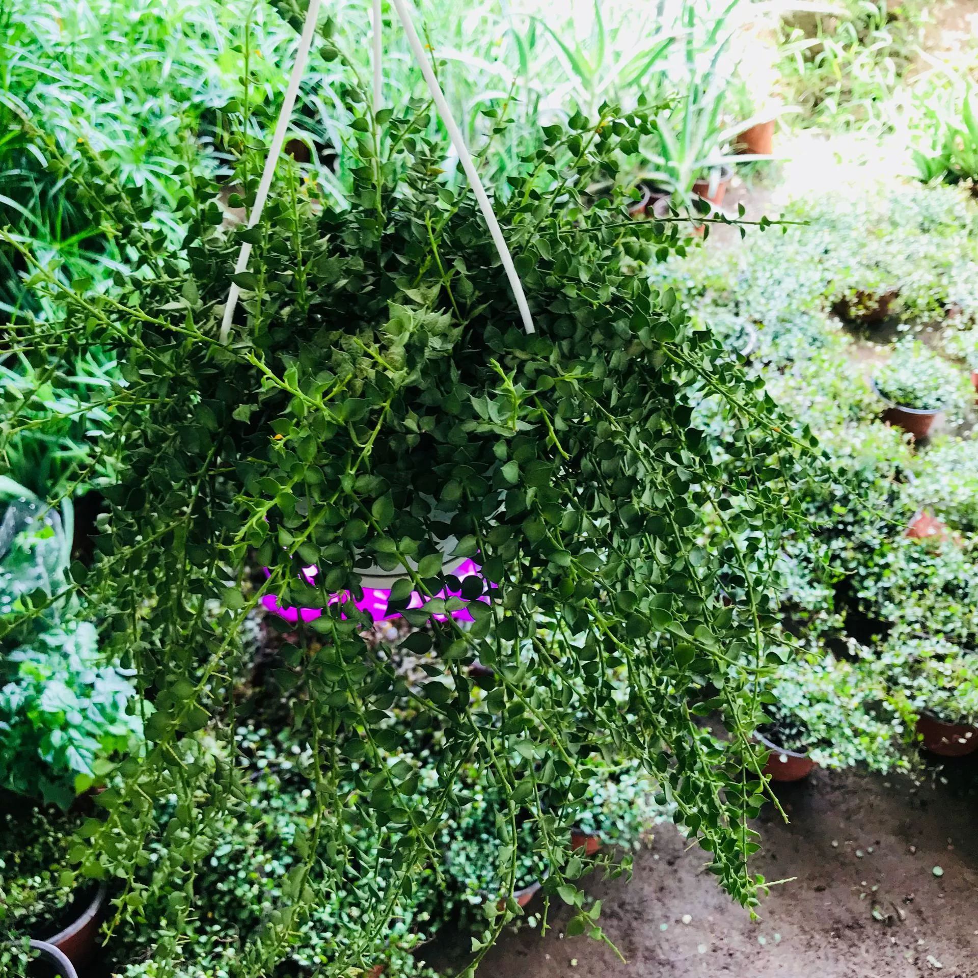 Рабочий стол на балконе Four Seasons Вечнозеленое растение с миллионным сердцем Легко вырастить Инь-стойкий формальдегид Длинное растение из ротанга Миллионное сердце