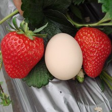 草莓苗盆栽爬藤阳台室内家庭植物奶油草莓四季种植当年结果水果苗