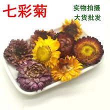 批发【七彩菊】批发供应七彩菊/洋菊花 变色菊