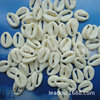 12.5-17mm non-perforated shell Plastic beads hollowed shell bead shell shell bead bead shell ring buckle