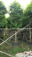 厂家直销盆栽白兰树17-18公分  大型绿植黄桷兰