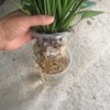 [Base directly batch] White Palm Sailing Happy Tree Little Emerald Plant series indoor pure water cultivation flowers