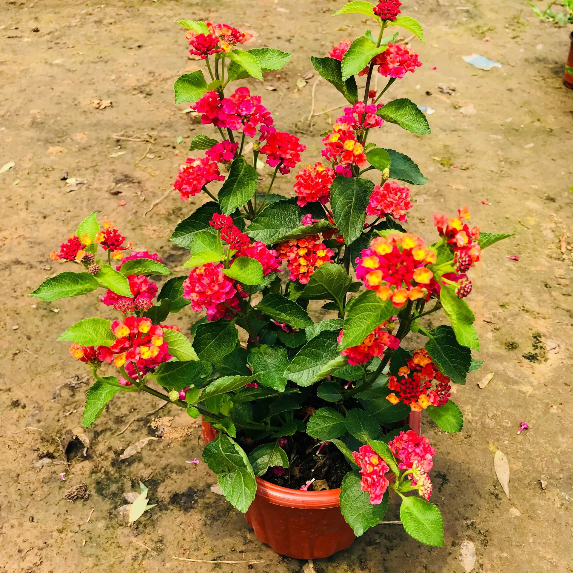 Продажа теплиц Пятицветная Слива Пятицветный цветок Маленькое растение в горшке Цветение в течение четырех сезонов Термостойкие и солнцезащитные Балконный двор Пятицветная слива