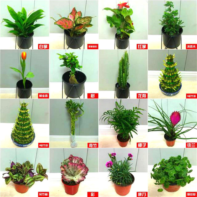 Planta verde de escritorio mayorista flor de oficina flor de rosa verde árbol rico base de plantas de maceta interior suministro image 4