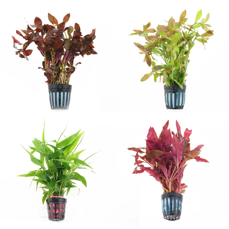 100 видов houjing трава Красный суд красная бабочка Сирень Venetum реальной воды трава оптом пресной воды живой фотосинтетической воды трава