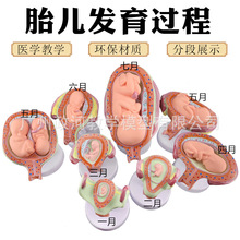 ������̥�l���^��ģ�� Ӌ������ģ�� �D�ƽ̌Wģ�� ̥���l��8����