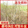 Planting walnut seedlings Walnut seedlings Specifications Complete Variety Walnut Tree And sell Base supply