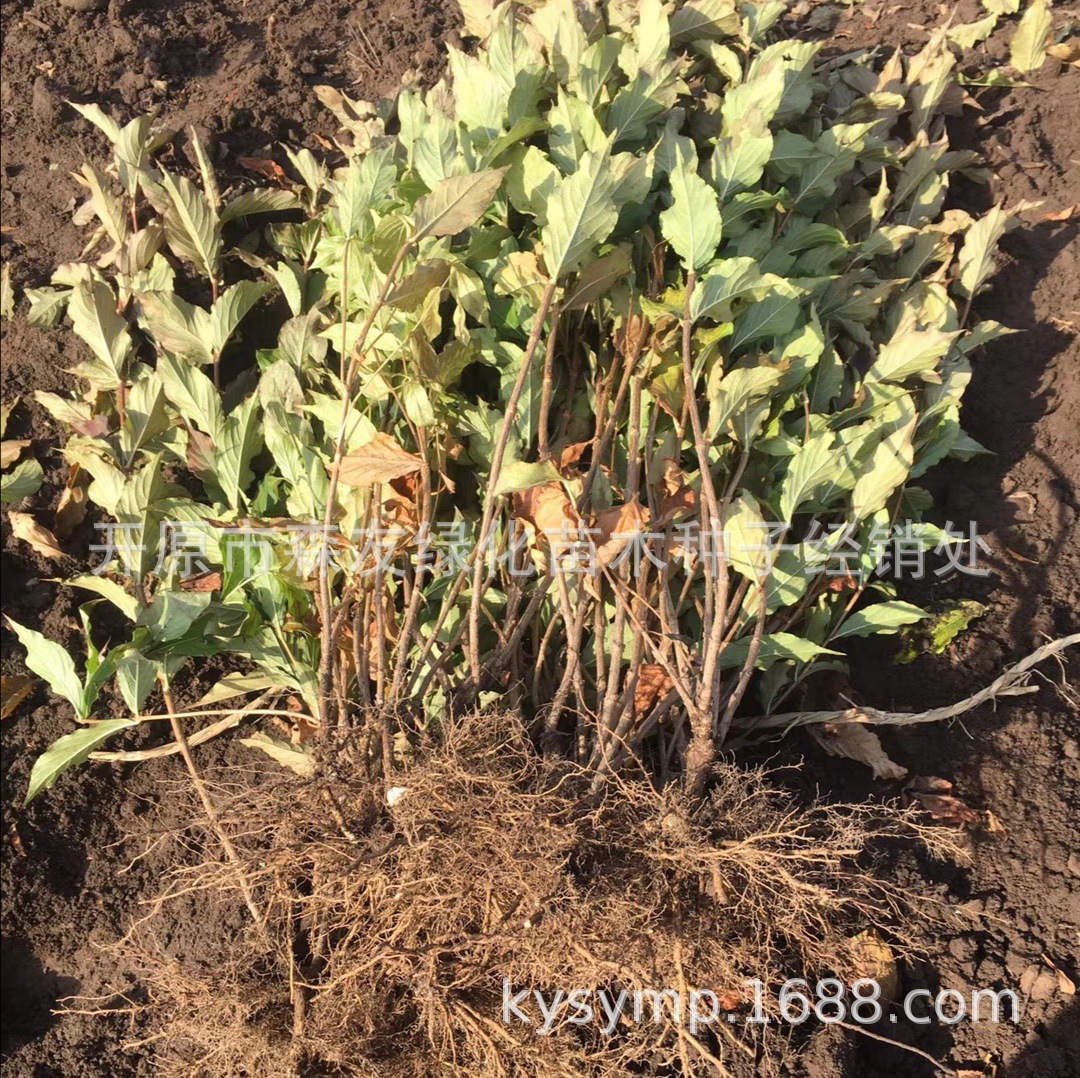 �����ӽ���������